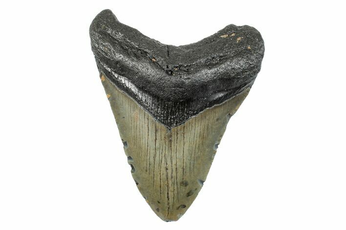 Serrated, Fossil Megalodon Tooth - North Carolina #273948